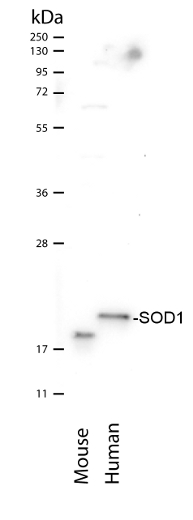 western blot using anti-SOD1 antibodies aa 100-115